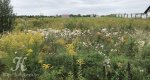 Калезея - 2020