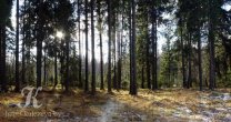 Садоводческое Товарищество Калезея - 2022