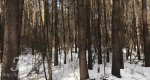 Калезея - 2021