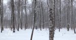 Калезея - 2015