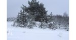Калезея - 2019