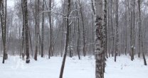 Садоводческое Товарищество Калезея - 2015