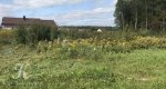 Калезея - 2020